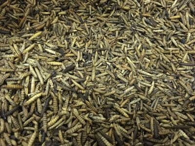 Dried CALCIUM Meal worms 25.1kg (VAT EXEMPT!!!)