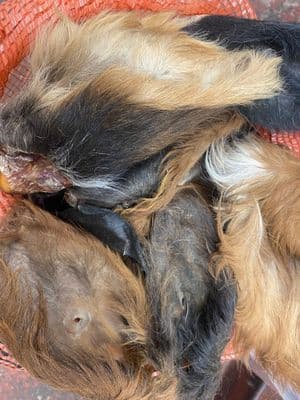 Hairy Fur Buffalo Beef Cow Ears 50's