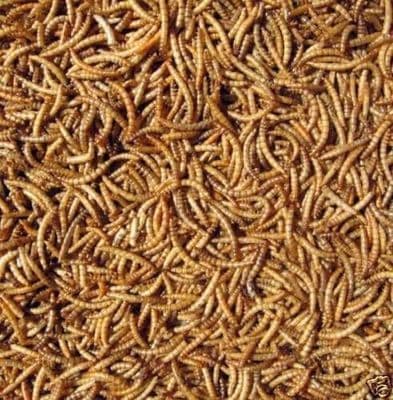 Mealworms 12.55kg  x 100 boxes