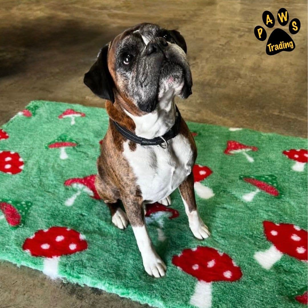 Premium Vet Bed - Made in the UK for your Pets