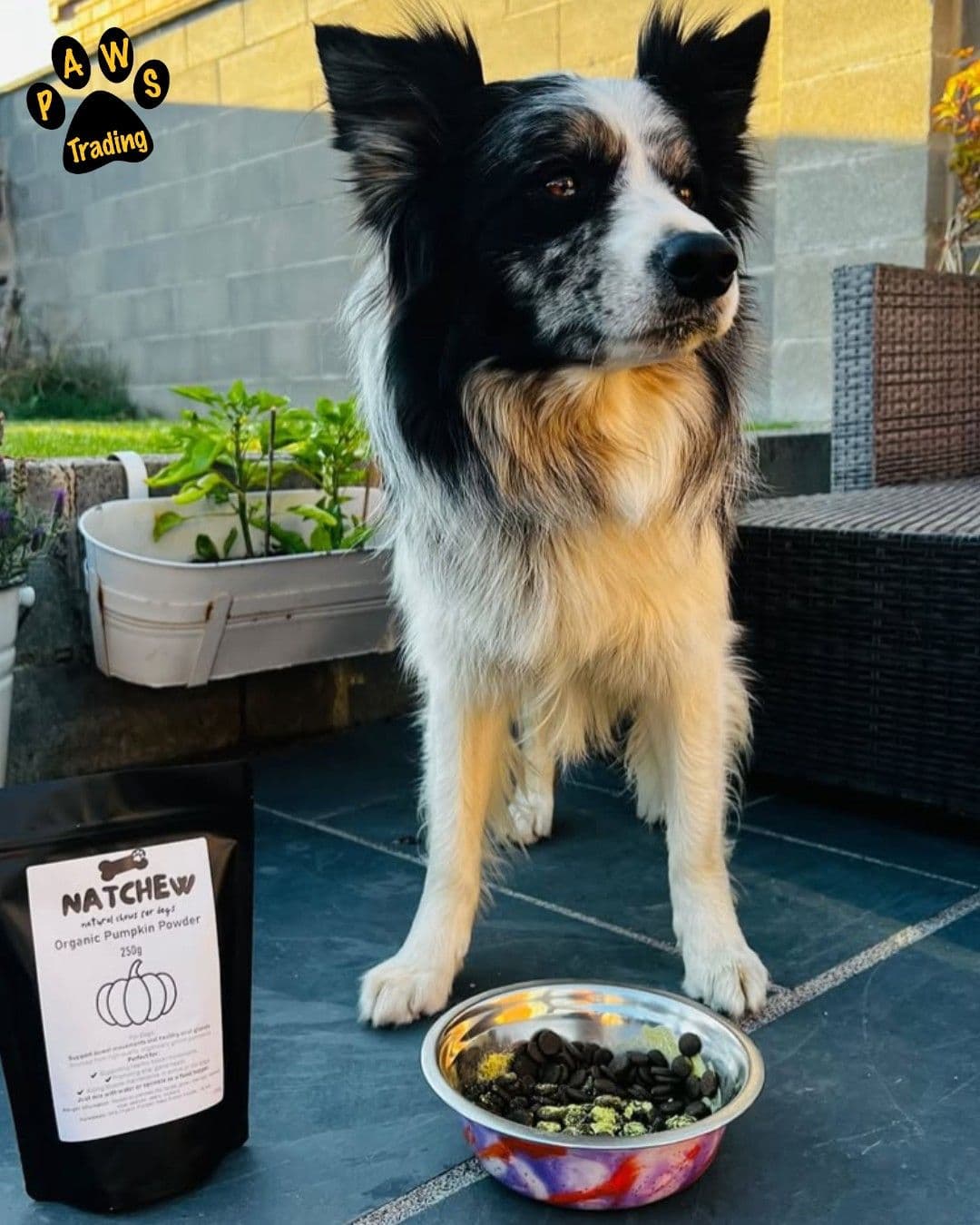 Powders and potions to keep your dog healthy this October