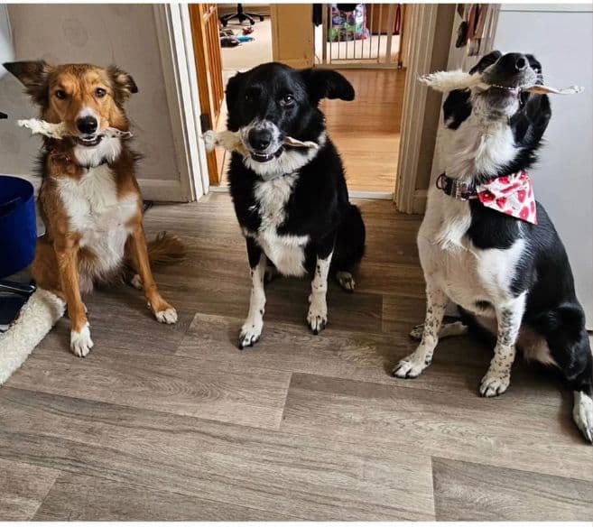 Single-Source Protein Options – Treating Sensitive Dogs with Confidence