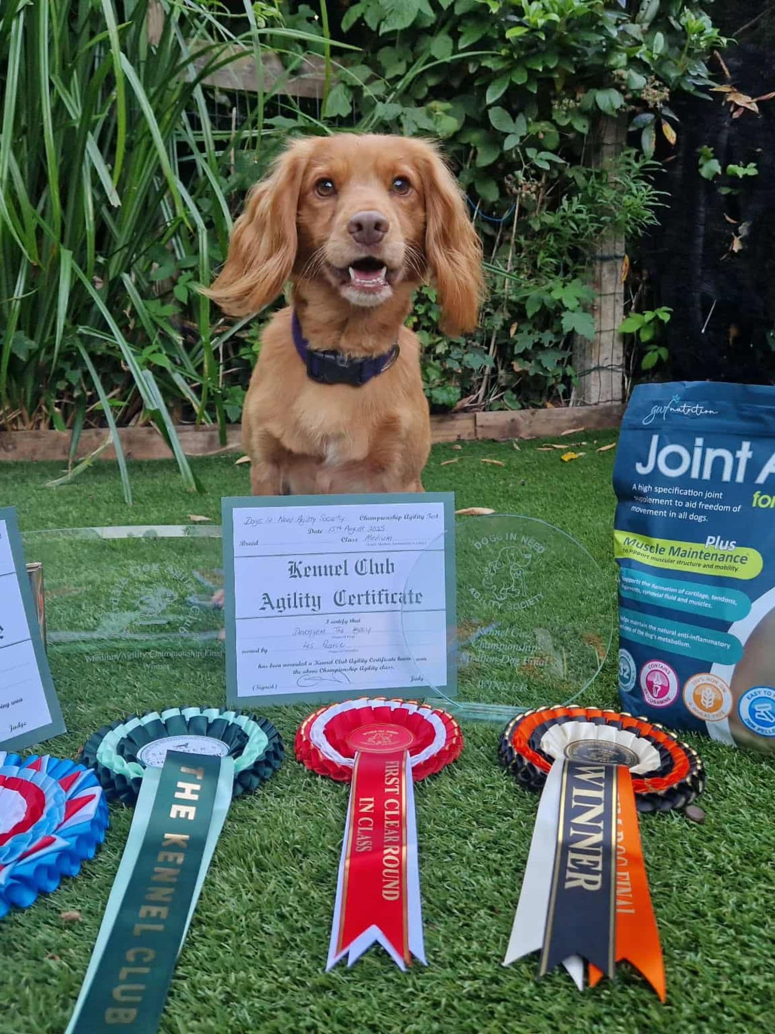 Two tickets, nine spaniels, and a whole lot of fun — Les’s agility journey