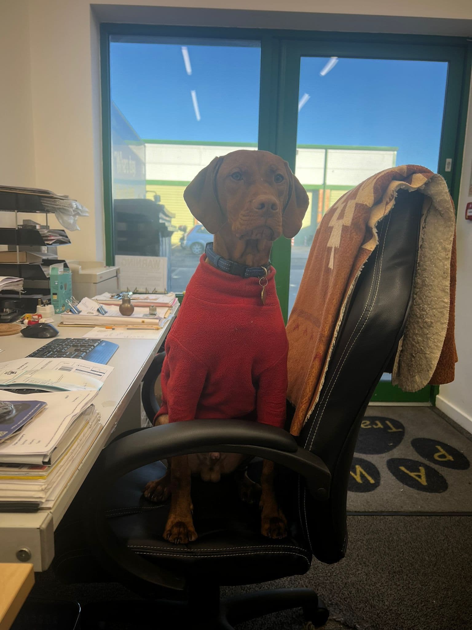 Warehouse Life With Dogs – Our Four-Legged Colleagues