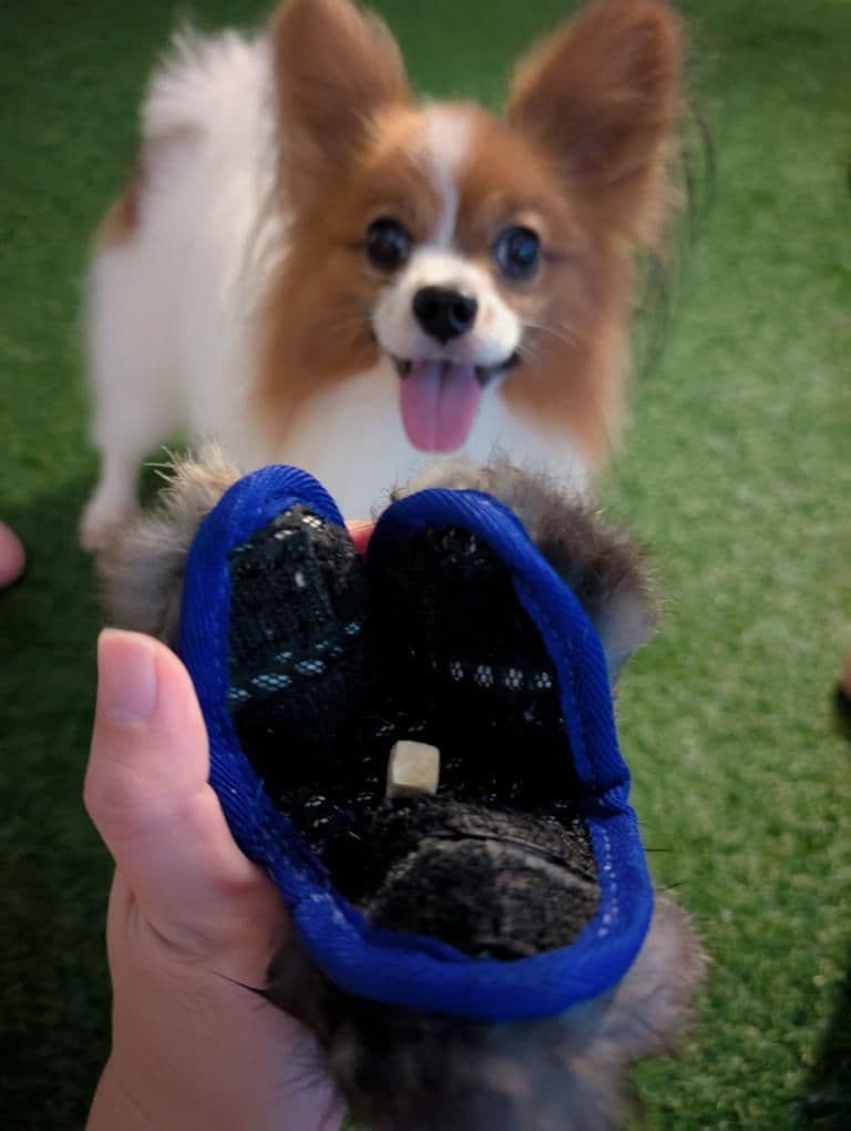 PawsPockets – The Evolution of a Training Favourite