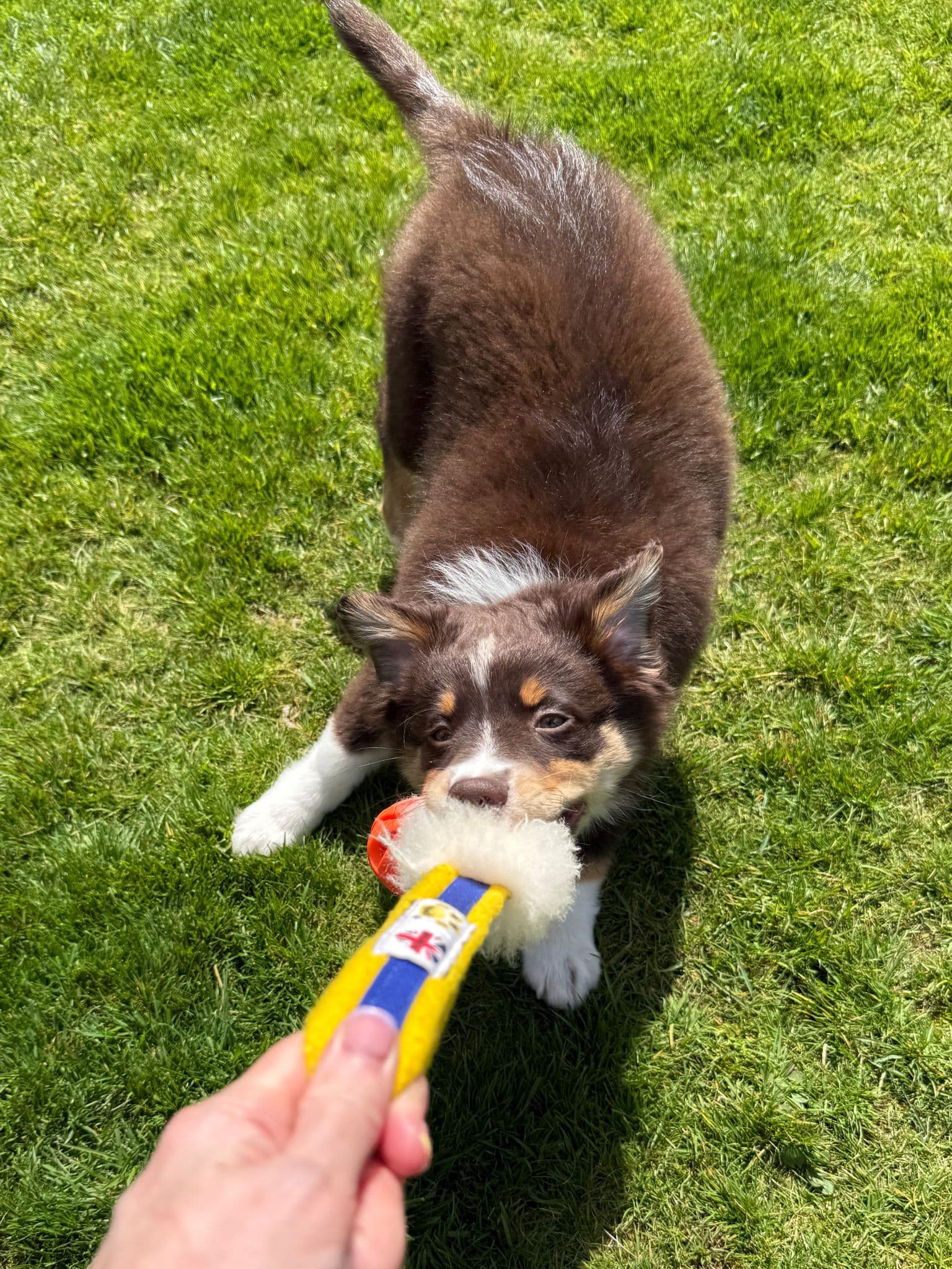 Puppy Essentials – Setting Puppies Up for Success