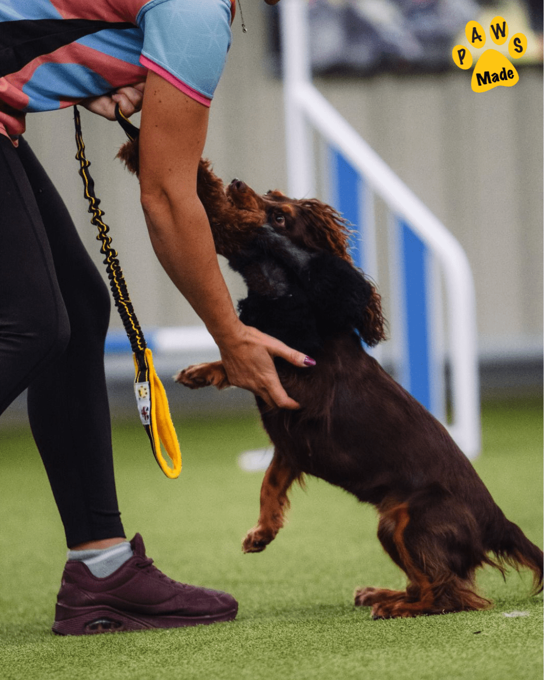 It's Paws Made Day Week!