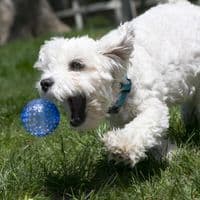 	  KONG Squeezz Geodz 2-pk Assorted Colours Lg Squeaky Ball - PSZ1E