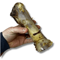 100% Natural Large Beef Marrow Bone Long Lasting Dog Chew