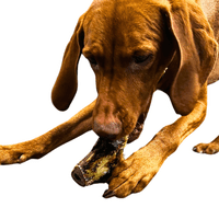 100% Natural Ostrich KNUCKLE Bone Long Lasting Dog Chew