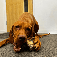 100% Natural Ostrich KNUCKLE Bone Long Lasting Dog Chew