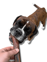 100% Natural Ostrich Metatarsus Bone