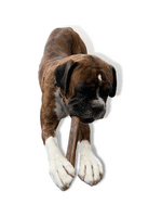 100% Natural Ostrich Metatarsus Bone