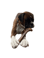 100% Natural Ostrich Metatarsus Bone