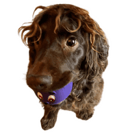 Armitage New Squeaky Latex Face Ball Dog Toy Faceball