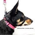 Blackdog HALTERMATE Black Dog head Collar From Behind - Size 1 - 5