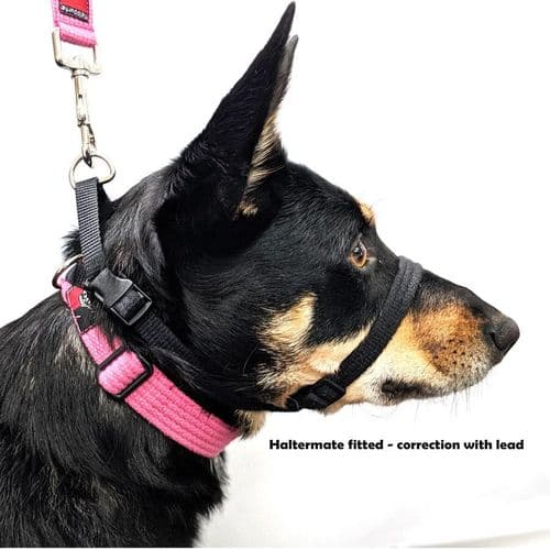 Blackdog HALTERMATE Black Dog head Collar From Behind Size
