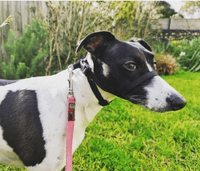 Blackdog HALTERMATE Black Dog head Collar From Behind - Size 1 - 5