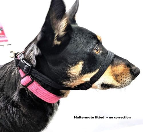 Blackdog HALTERMATE Black Dog head Collar From Behind - Size 1 - 5
