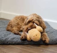 Cupid & Comet Christmas Dinner Pack - 4 toys and a pack of treats