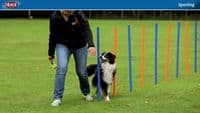 Dog Activity Obstacle Set - Agility Training Hurdles Jumps 3 Poles & 6 Cones