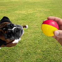 Dog Toy Babble Ball Interactive Talk Sound Durable Tough Ball Toy Medium or Large