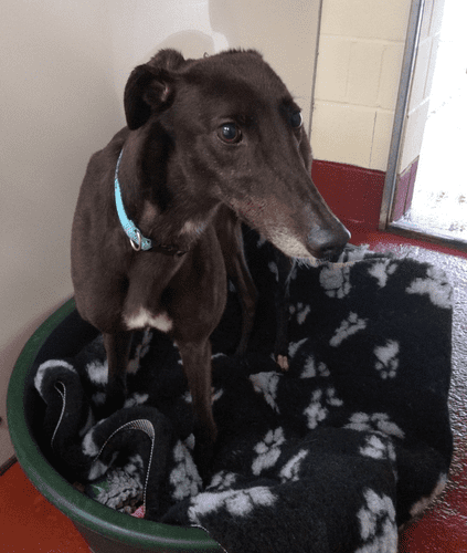 Fen Bank Greyhound Sanctuary Vet Bed Bundle £10