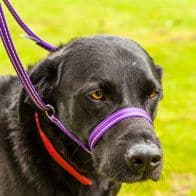 Gencon All In One Clip To Collar Headcollar Lead Dog Training Anti Pull Soft
