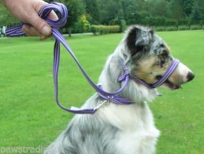 Gencon All In One Clip To Collar Headcollar Lead Dog Training Anti Pull Soft
