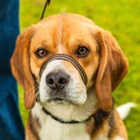 Gencon All in one Headcollar-Lead Not Clip To Anti Stop Pull Soft Fits All Dog