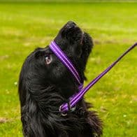 Gencon All in one Headcollar-Lead Not Clip To Anti Stop Pull Soft Fits All Dog