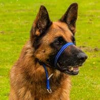 Gencon Head Collar Simple Anti Pull Gentle Stops Pulling dog all sizes colours