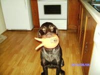 Good Boy Lob It! Latex Space Lobber Dog Toy