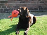 Good Boy Lob It! Latex Space Lobber Dog Toy