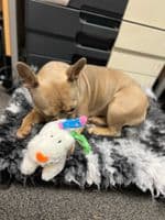 Good Boy The Snowman and the Snowdog Plush Christmas Dog Soft Toy 18cm