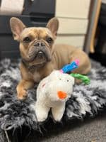 Good Boy The Snowman and the Snowdog Plush Christmas Dog Soft Toy 18cm