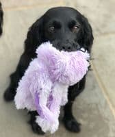 Gor Pets Plush Large Daddy  Octopus Crinkles ,Squeaks Great Fun