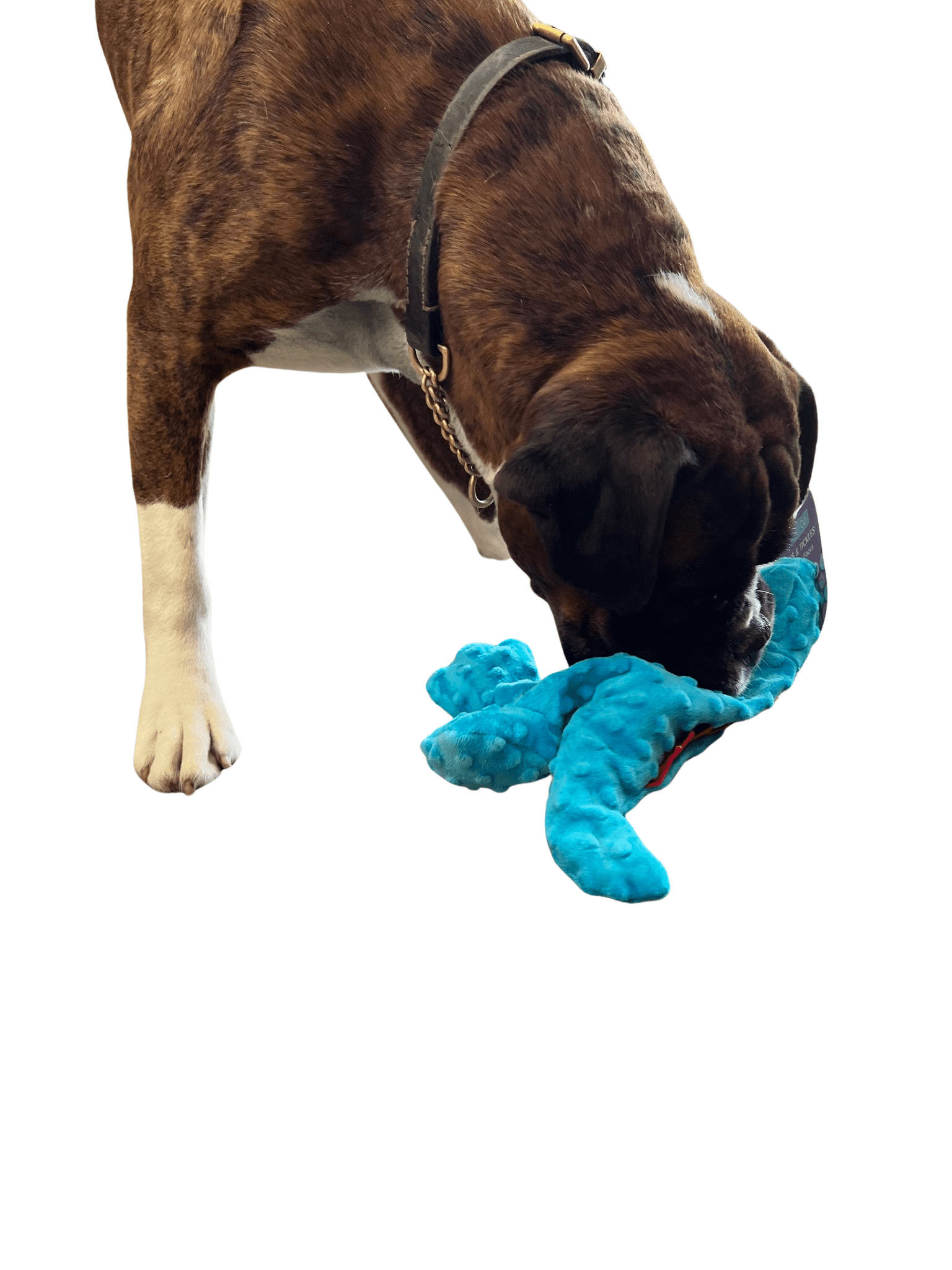 Hemmo and Co Soft Dinosaur Dog Toy Honk Squeaker Low Stuffing Plush