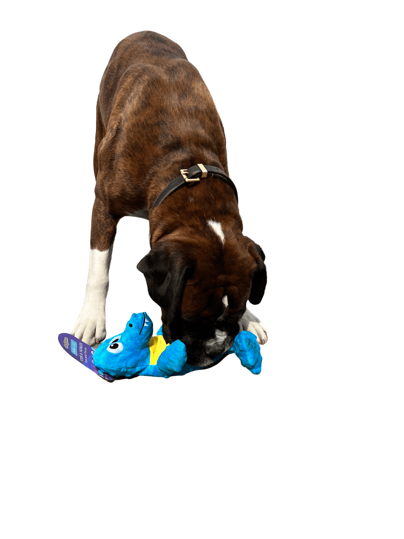 Hemmo and Co Soft Dinosaur Dog Toy Honk Squeaker Low Stuffing Plush