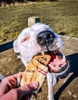 HundEnergy™ MULTIPACK 3 Bars 100% Natural Dog Energy Bars - Plant Based Meat Free