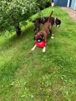 JW Mega Egg Red Large Dog Toy Tough