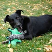 KONG Ballistic Alligator Md/Lg Plush Dog Toy - LAG16E