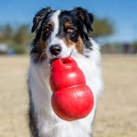 KONG Bounzer™ L Dog Toy