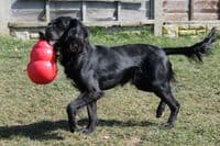 KONG Bounzer™ Medium Dog Toy