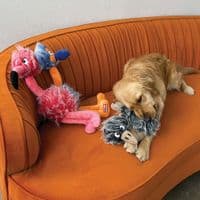 KONG  Comfort Jumbo Bird Assorted XL Assorted Colour