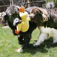 KONG Comfort Jumbo Duck XL Giant Dog Toy 50cm - Crinkle and Squeak