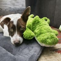 KONG Cozie Ali Aligator XL Soft Dog Toy