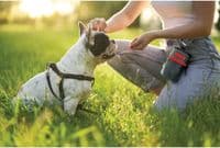 KONG Dog Treat Bag 5x12cm