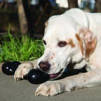 KONG Extreme Goodie Bone - Medium or Large