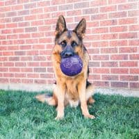 KONG Flexball M/L Durable Dog Toy Fetch Ball